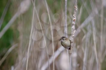 Female Common Stonechat (Saxicola rubicola) clinging to a dead reed stem