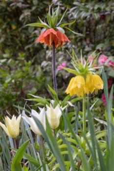 Fritillaria Imperialis (Crown Imperial, Imperial fritillary or Kaiser's crown) Lily in full bloom