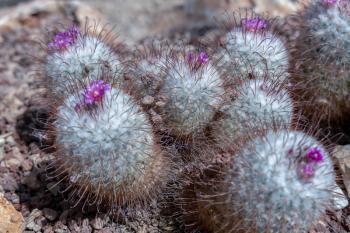 View of a Mammillaria bombycina Quehl starting to flower
