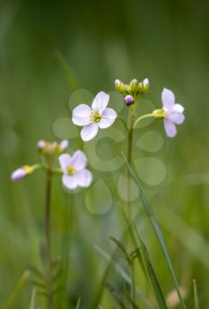 Close-up of some Cuckooflowers blooming in springtime