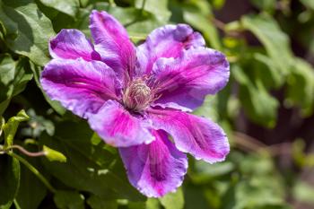 Pink Clematis blooming in the spring sunshine