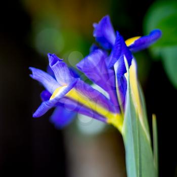 Iris flower blooming in springtime in an English garden