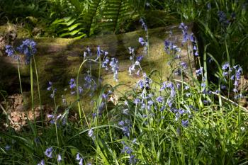 A clump of Bluebells illuminated by spring sunshine