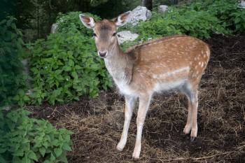 Fallow Deer (Dama dama) at Monte Poieto in Italy