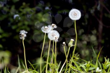 A group of Dandelion (Taraxacum) seed heads in a field near East Grinstead