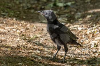 Newly fledged Jackdaw (Corvus monedula) walking along the ground