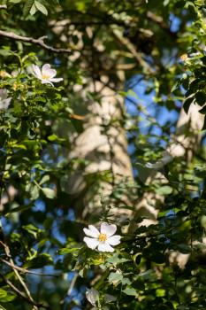 Wild white Dog Rose (Rosa canina) growing high up in a tree