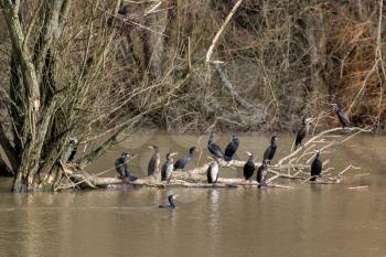 A group of Great Cormorants (Phalacrocorax carbo) sitting on a branch at Weir Wood reservoir