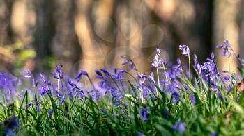 A clump of Bluebells flowering in the spring sunshine