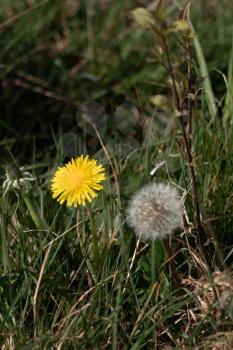 Close-up of a Dandelion flower (Taraxacum) and seed head in a field near East Grinstead