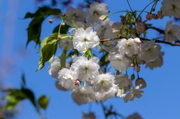 White blossom of a wild Cherry tree (prunus avium)