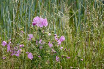 Wild Hollyhock (Alcea rosea) flowers. A Pink plant in the mallow family (Malvaceae) flowering in summertime.
