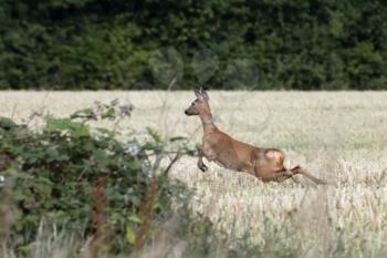 Female European Roe Deer (Capreolus capreolus) running through a field of wheat