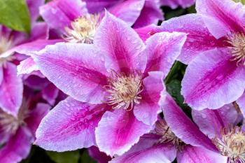 Raindrops on a Pink Clematis blooming in an english garden