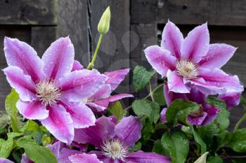 Raindrops on a Pink Clematis blooming in an english garden