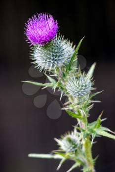 Thistle flowering on a summer's day in Sussex