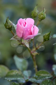 Pink Rose covered in raindrops in a garden in Candide Italy