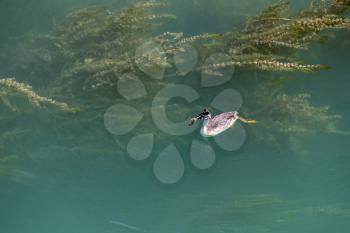 Great Crested Grebe (Podiceps cristatus) juvenile swimming in Lake Garda