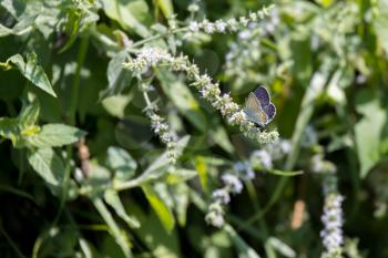 Common Blue butterfly (Polyommatus icarus) feeding on a shrub in Italy