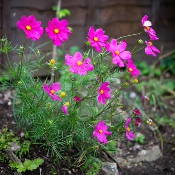 A cluster of vivid Cosmos flowers
