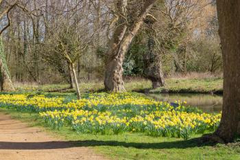 Daffodils in bloom along the Isis river