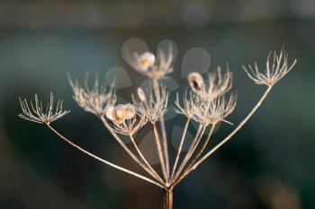 Dead Cow Parsley illuminated by early morning winter sunshine