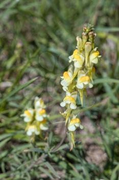 Butter and Eggs (Linaria vulgaris Mill.) growing on the South Downs near Alfriston, East Sussex