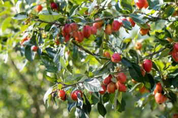 Cherry Plum tree (Prunus cerasifere Ehrh.) producing lots of fruit in late summer