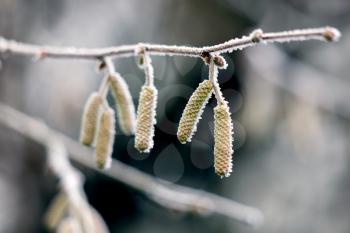 Catkins on a Hazel (Corylus avellana) tree covered with hoar frost on a winters day