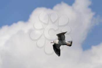Black-headed gull (Chroicocephalus ridibundus) flying over Tilgate Park Lake