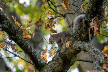 Grey Squirrel (Sciurus carolinensis) resting in a tree
