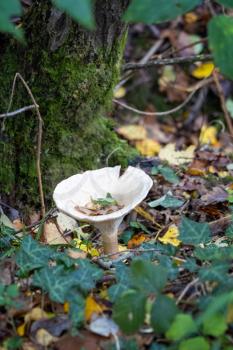 Trooping Funnel (Clitocybe geotropa) long stemmed mushroom