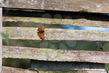 Comma butterfly (polygonia c-album) resting on a fence