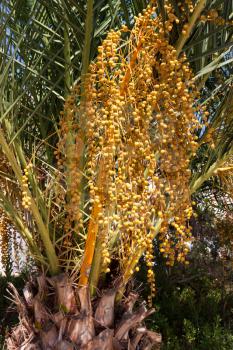 Date palm (Phoenix dactylifera) single tree with infructescences