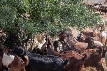 A herd of goats eating an olive tree in Polis Cyprus