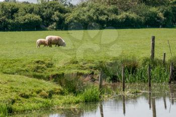 Sheep grazing on lush grass beside the River Ouse at Barcombe Mills
