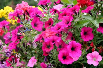 Display of brightly coloured Petunias at Butchart Gardens