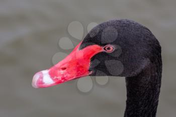 Close-up of a Black Swan (cygnus atratus)