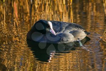 Coot bathed in golden reflections