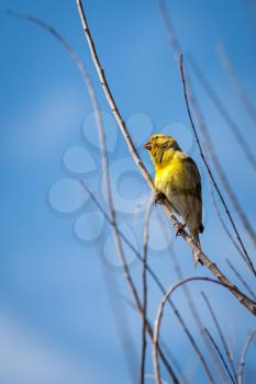 Canary (serinus canaria) perched on a branch in Madeira enjoying the spring sunshine