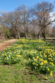Daffodils in bloom along the Isis river