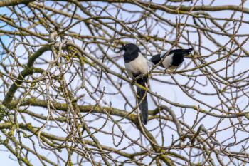 Common Magpies in a tree in springtime near East Grinstead