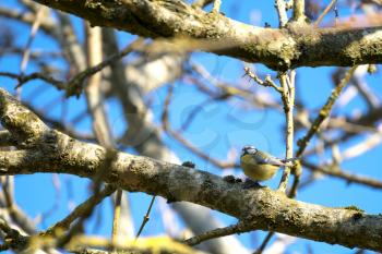 Blue Tit perching on a branch in the early morning spring sunshine