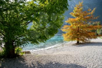 Trees at Riva Del Garda on the shore of Lake Garda