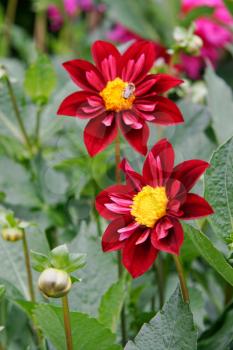 Beautiful red and yellow Dahlias