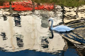 Mute Swan swimming along the Old River Nene