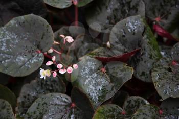 Begonia Party Blanc (semperflorens)