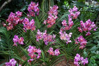 A display of some pink Orchids