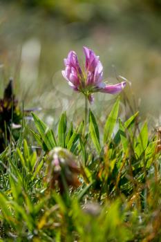 Alpine Clover (Trifolium alpinum) growing wild in the Dolomites