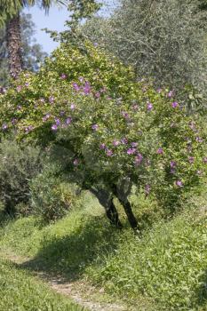 Hibiscus shrub growing and flowering in Torre de' Roveri Italy